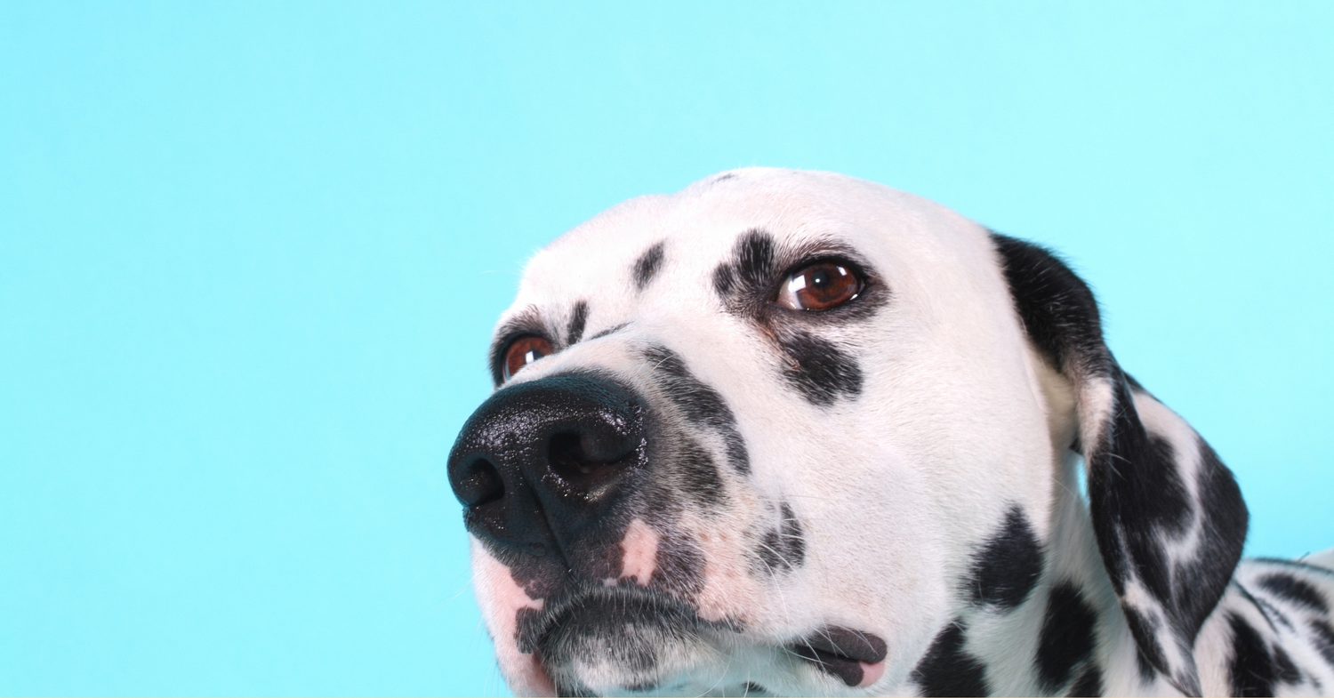 Products for Dogs
