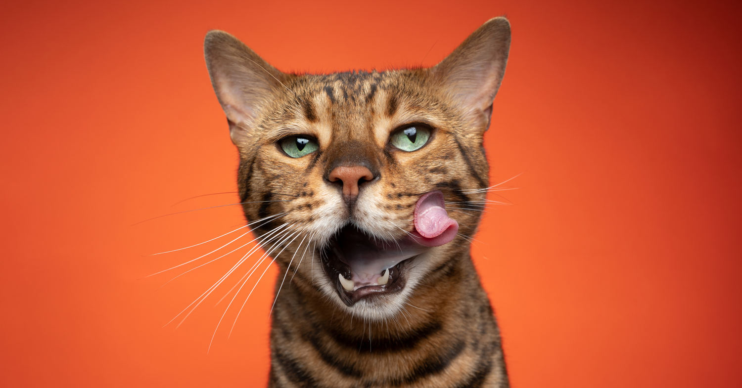 Products for Cats